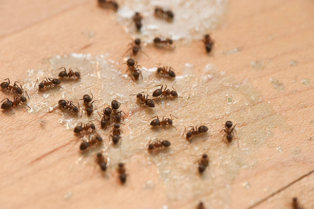 Best Best Pest Control Companies  in Waikele, HI